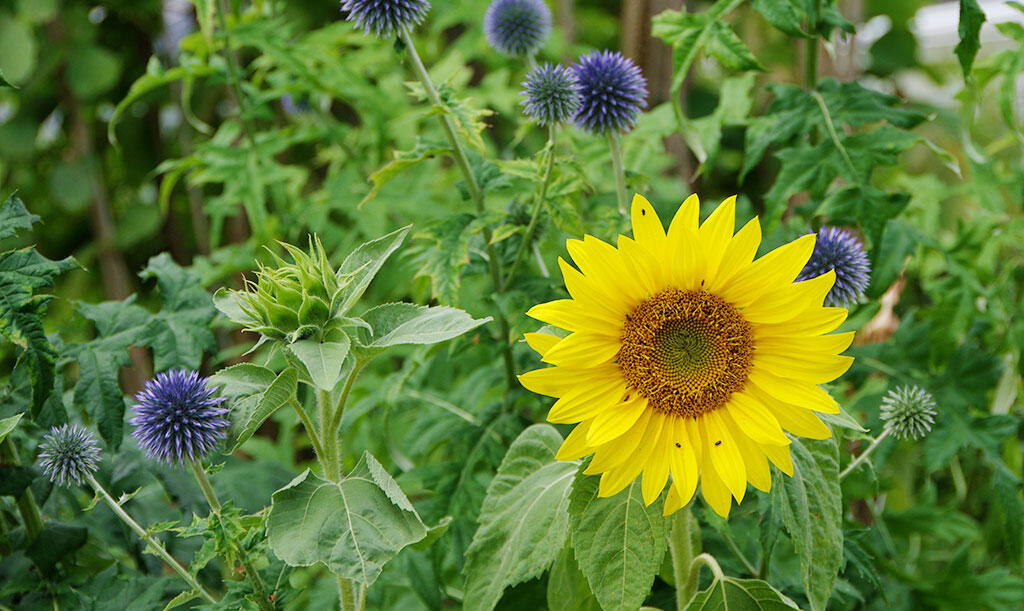 Co-planting of sunflowers and ball thistles. 