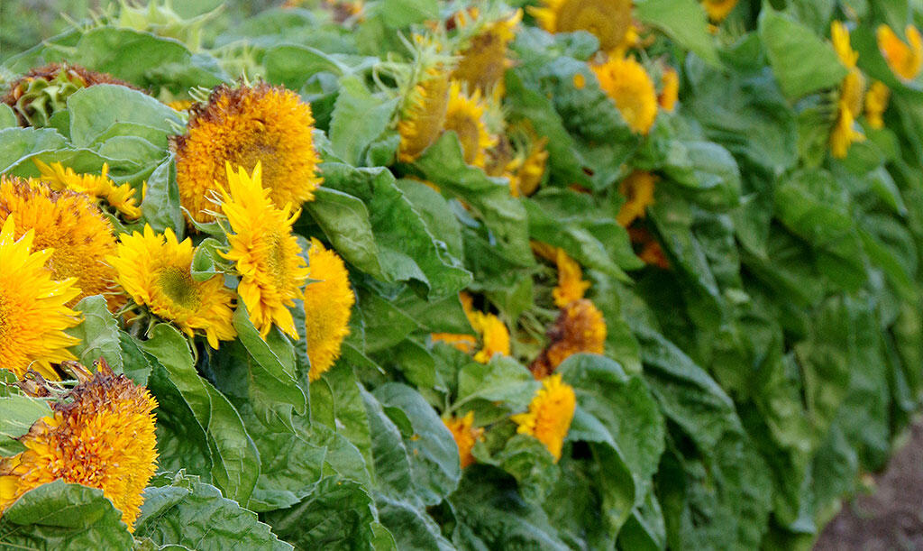 Eine Hecke aus gelben Sonnenblumen.  