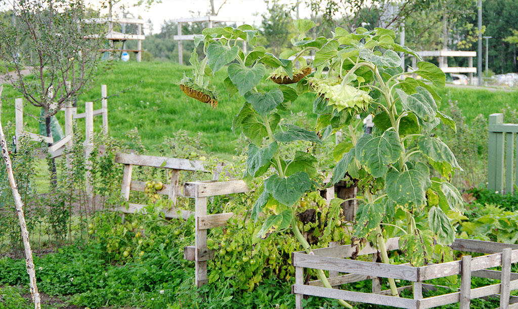 Tall sunflowers saved on an allotment to provide food for the birds later in the winter. 