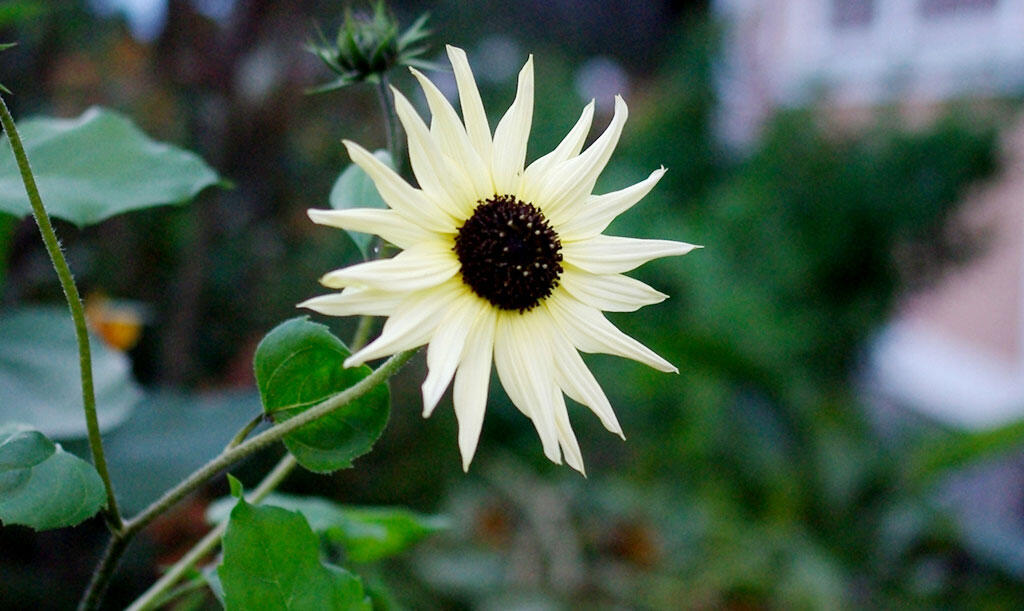 Die vanillegelbe Sonnenblume „Icecream“ blüht schön.  