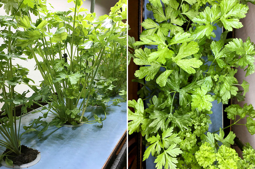 nelson_garden_three_ways_to_grow_parsley_image_4.jpeg