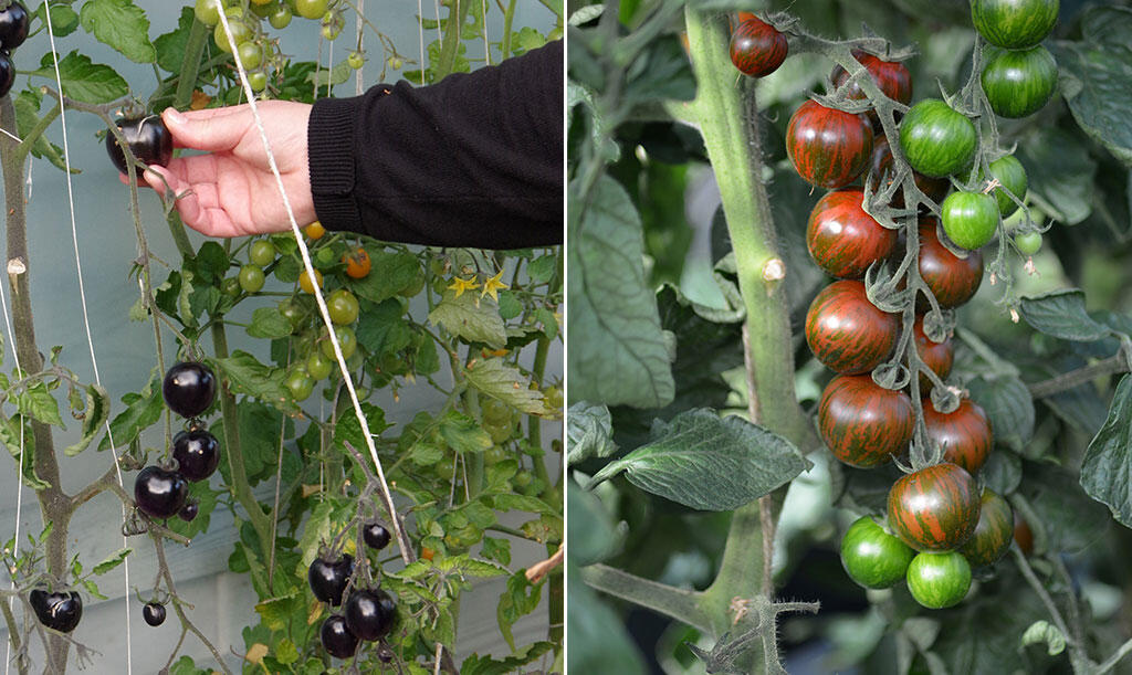 Högväxande-tomater-uppbindning.jpg