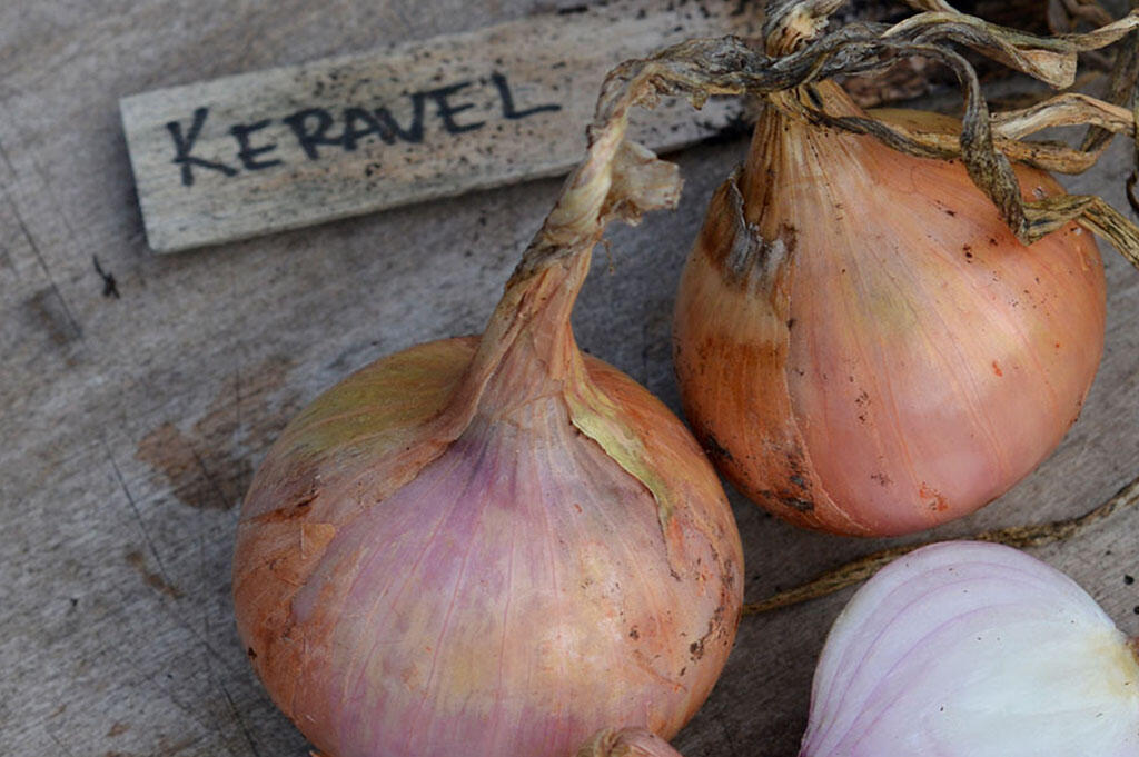 Two bulbs of the 'Keravel' variety are drying and the third is split in half to show its pink colour. 