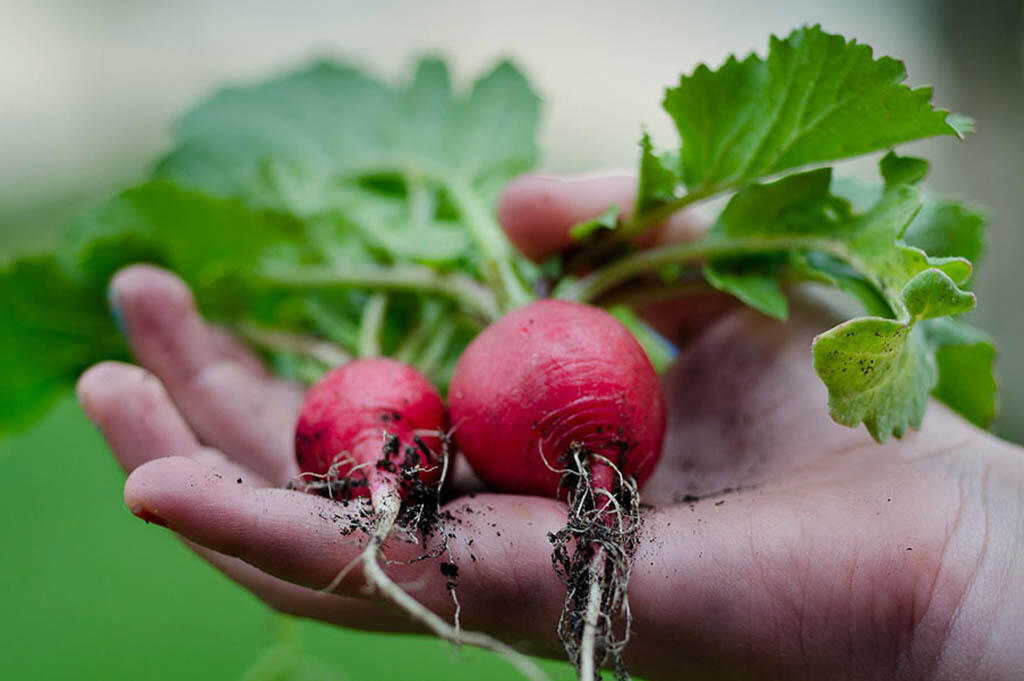 Child's hand holding two red freshly harvested radishes. 