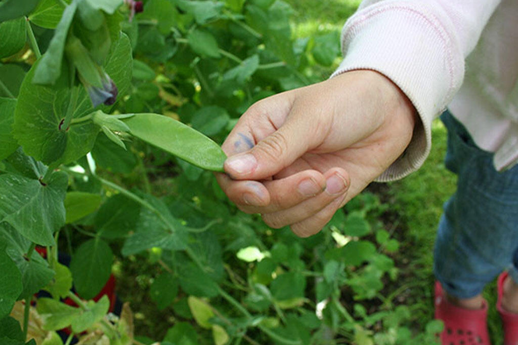 Child's hand holding a sugar pea. 
