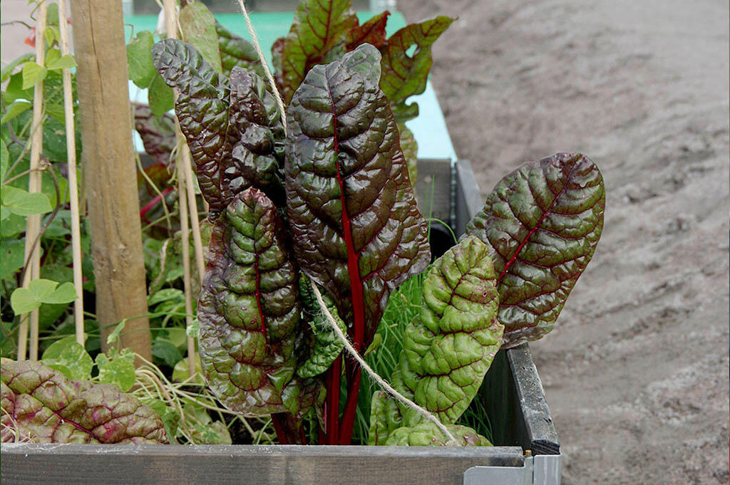 Mangold wächst zusammen mit anderem Gemüse in einem Palettenaufsatz. 
