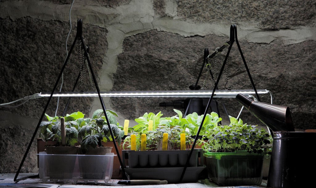 puls væv Få kontrol Beginners guide to grow lights | Nelson Garden