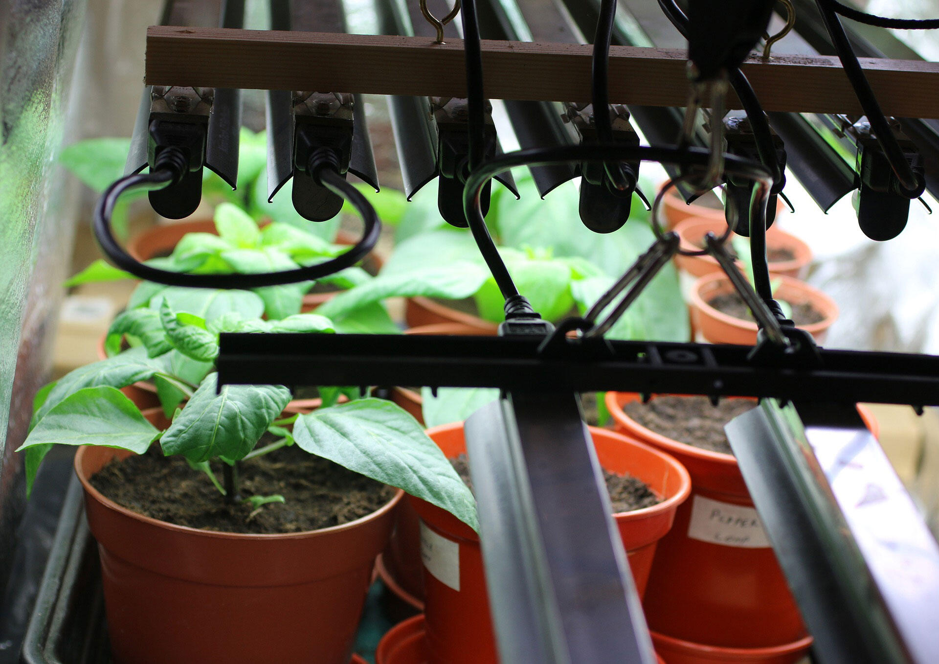 Using grow lights in winter deals