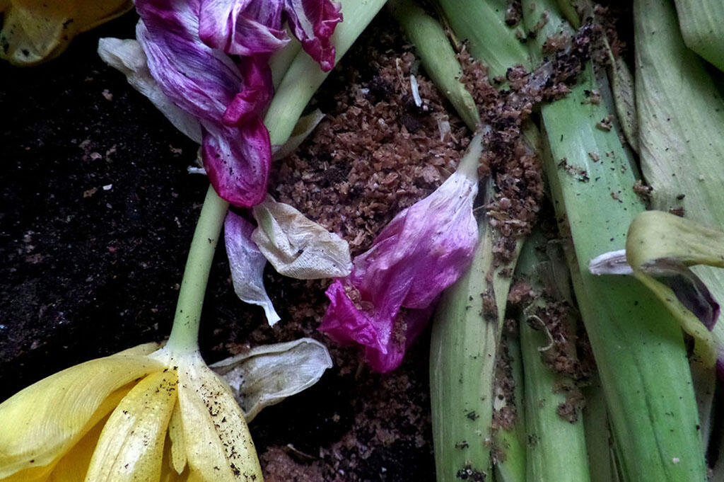 Verwelkte Tulpen zerfallen im Kompost. 