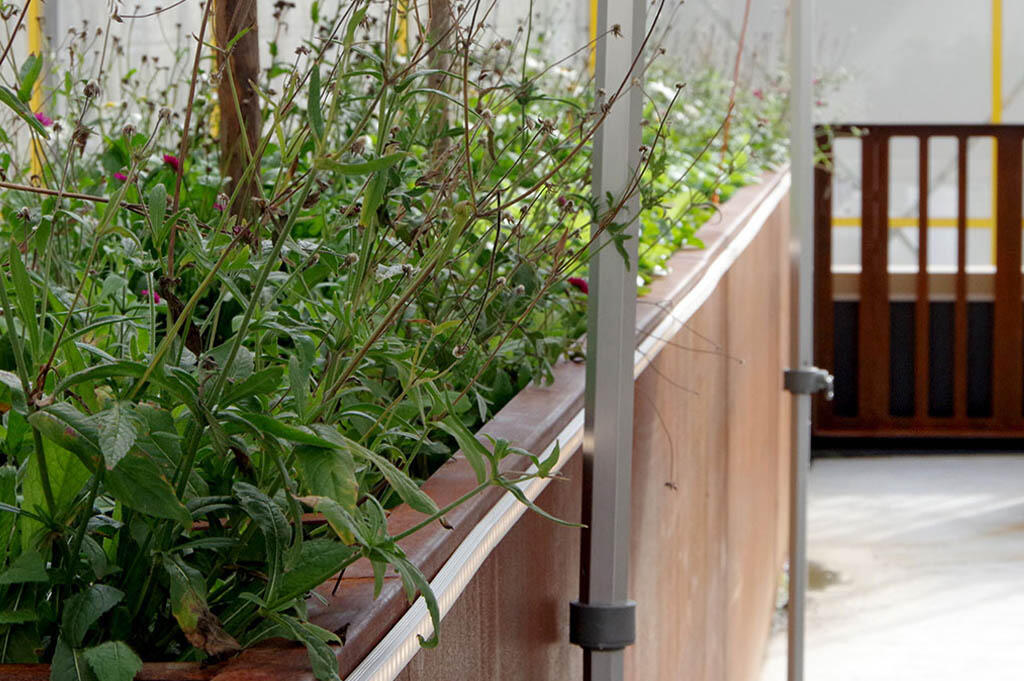 Grow box on the roof garden overflowing with green leaves. 