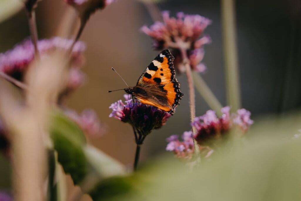 Nelson_Garden_grow_flower_meadow_image_2.jpg