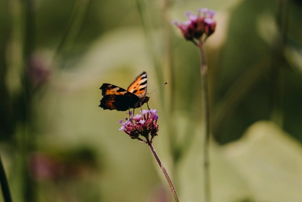 Nelson_Garden_grow_flower_meadow_image_3.jpg