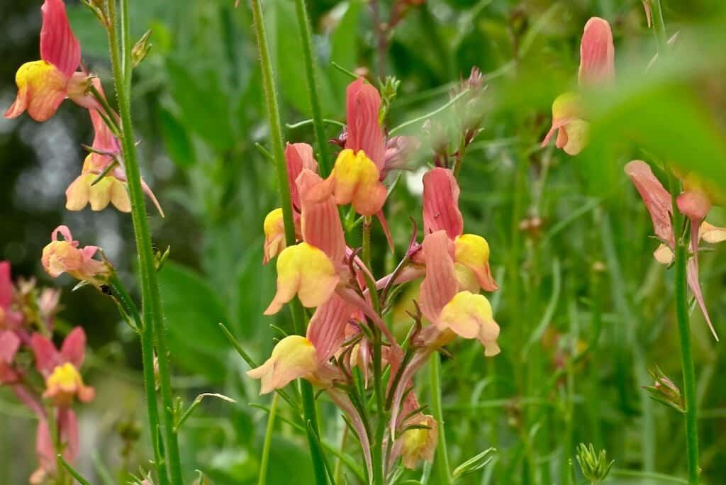 Nelson_Garden_grow_flower_meadow_image_7.jpg