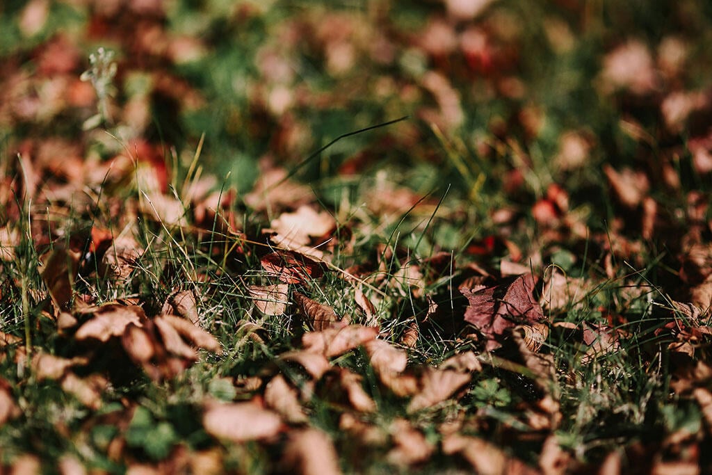 Nelson_Garden_Cultivate the soil_Image_3.jpg