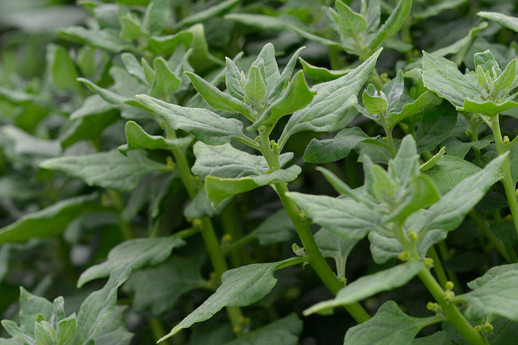 nelson_garden_cultivating_spinach_image1.jpg