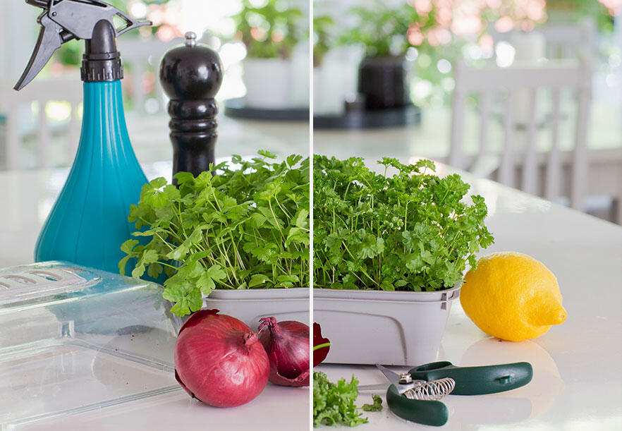 nelson_garden_grow_herbs_in_your_kitchen_image_2.jpeg