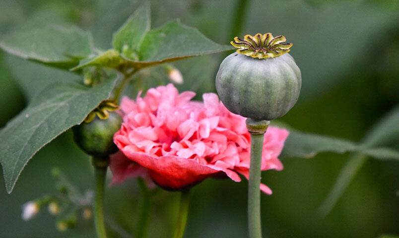 Samenkapsel von gefülltem Mohn neben einer aufgeblühten Blüte.