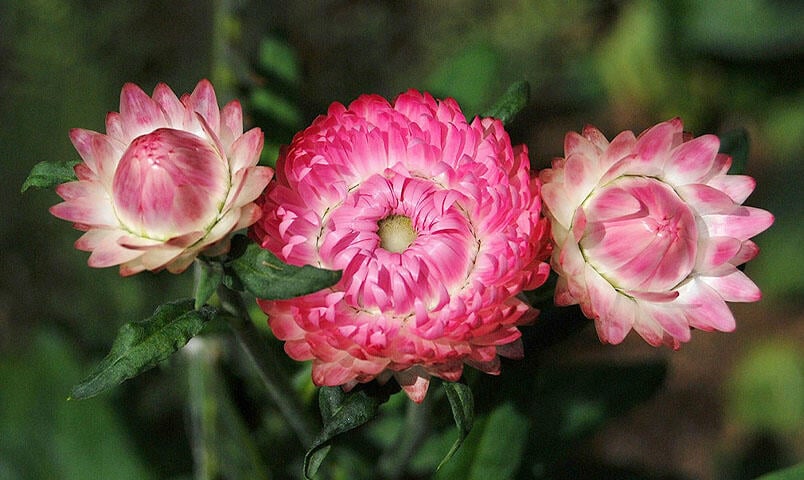 Rosa Garten-Strohblumen