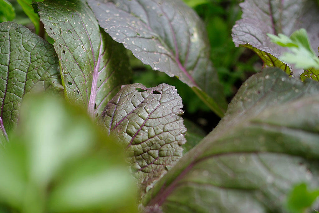 Nelson_Garden_Growing Chinese cabbage – how to succeed_Image3.jpg