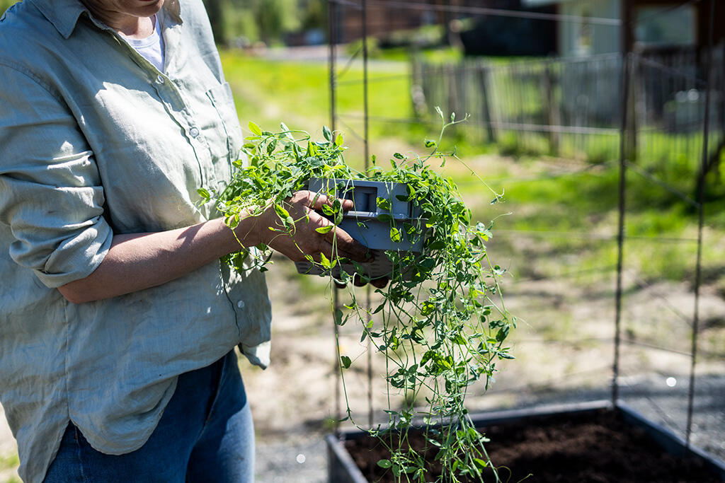 hypotese Prestige Tjen Growing sweet peas | Nelson Garden