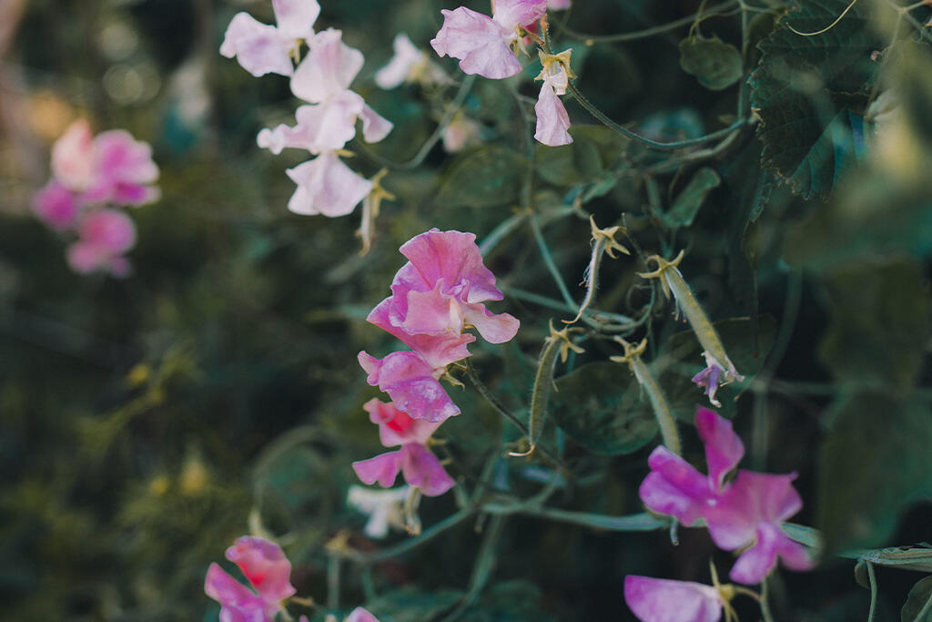 hypotese Prestige Tjen Growing sweet peas | Nelson Garden