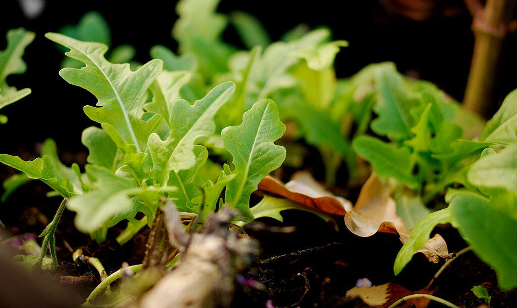 nelson_garden_how_to_cultivate_lettuce_image4.jpg