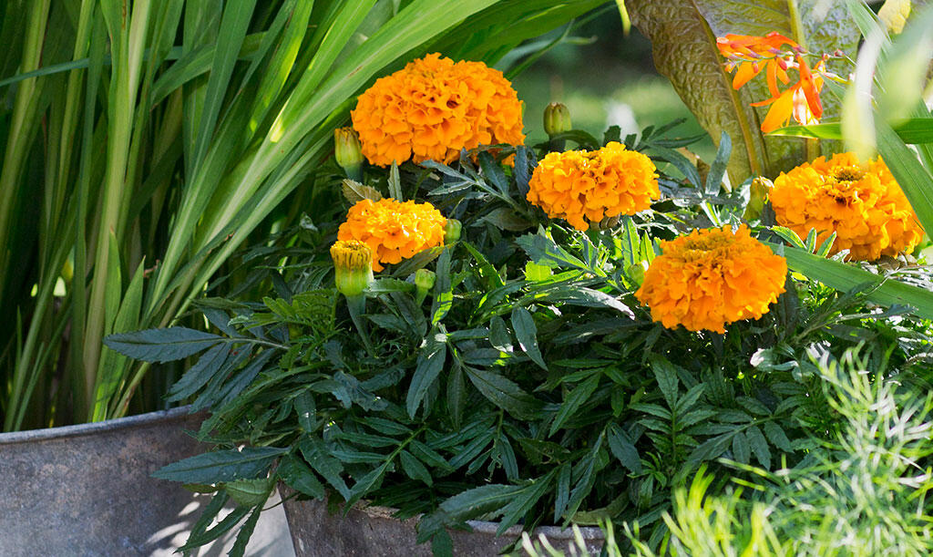 Nelson_Garden_How_to_grow_marigold_from_seeds_image_5.jpg