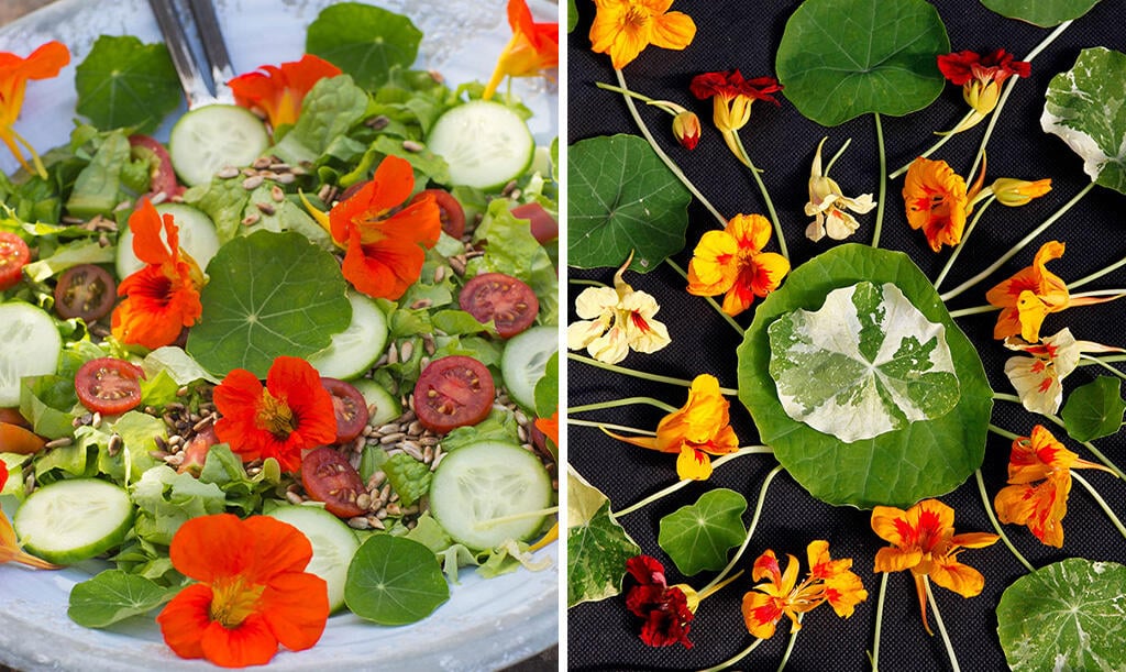 Rote Blumenkresse schmückt einen schönen Sommersalat. Ein Blumenmandala aus Blumenkresse. 