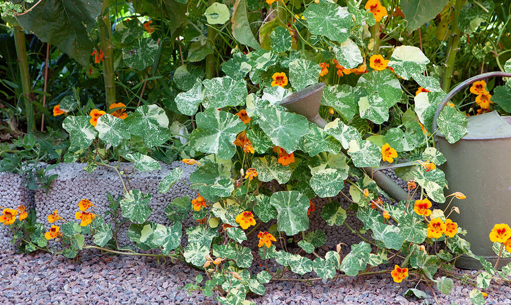 At the front of the border, the creeper 'Crazy Jewel' spreads across the aisle. 