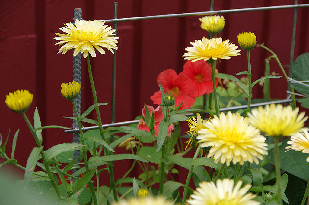 Rote Blumenkresse wird zusammen mit gelber Ringelblume angebaut. 
