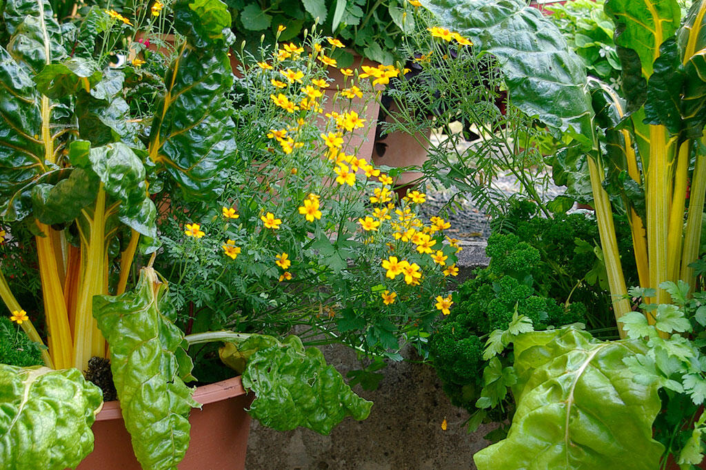 Mangold im Kübel zusammen mit Gewürztagetes und glattblättriger Petersilie. 