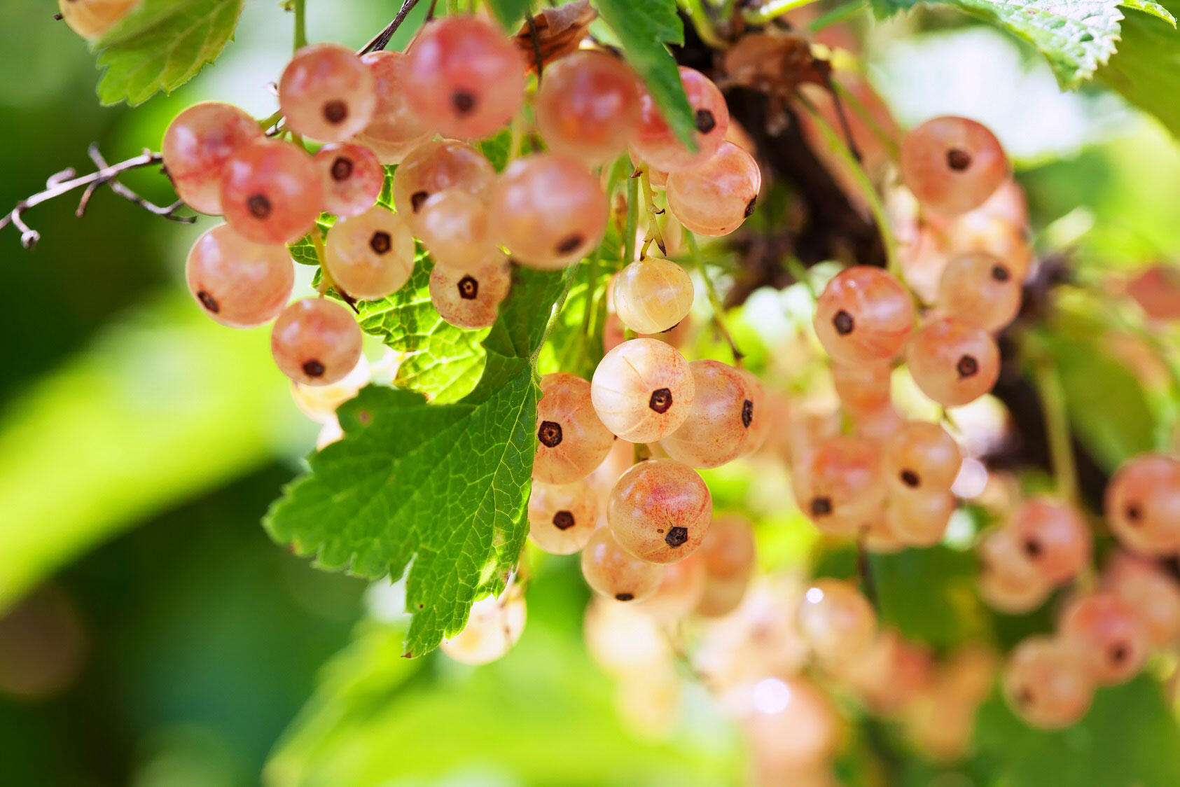 nelson_garden_how_to_prune_currant_bushes_and_apple_trees_blog_post_image_3.jpeg