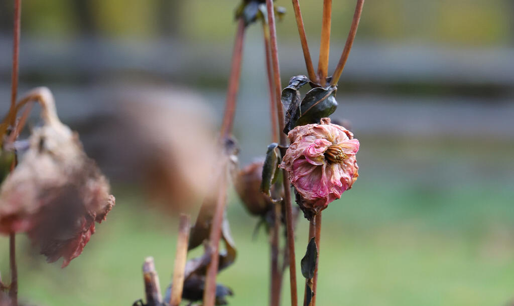 Nelson_Garden_How_to_store_dahlia_tubers_over_winter_Image-3.jpg