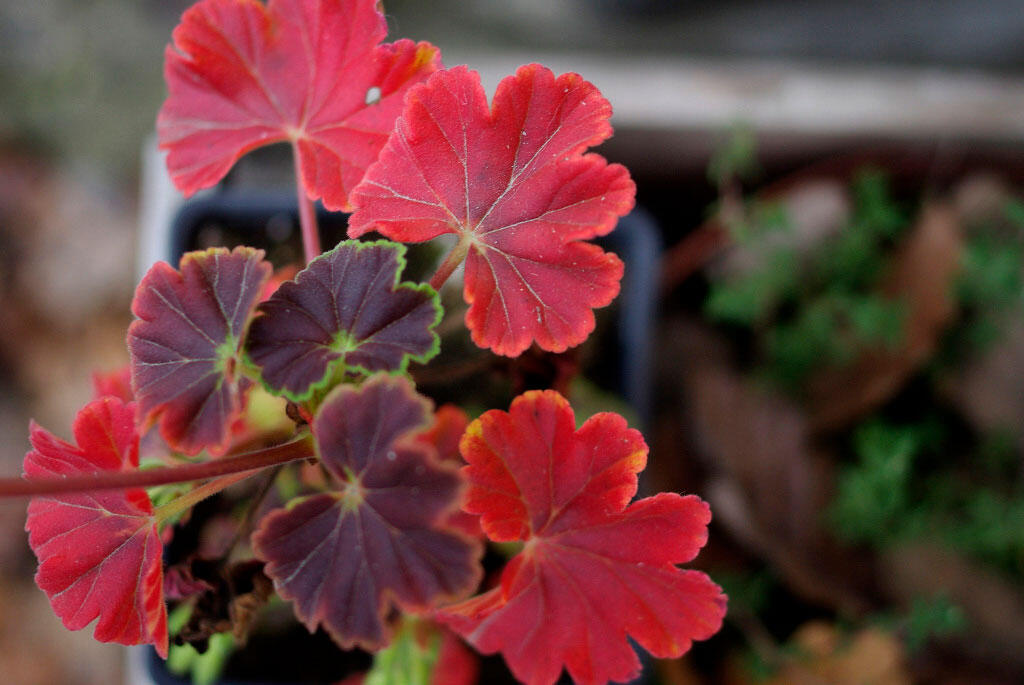 Nelson_Garden_Overwintering geraniums_Image2.jpg