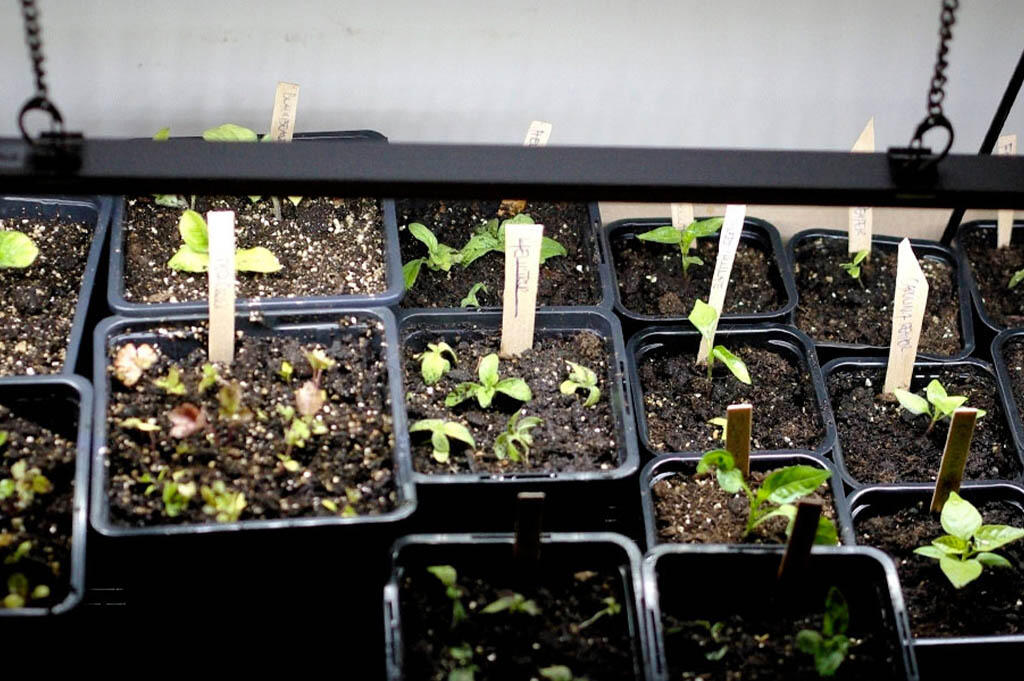 Aubergine, Sellerie und Heliotrop können früh im Jahr in Töpfen unter Pflanzenbeleuchtung gezogen werden. 