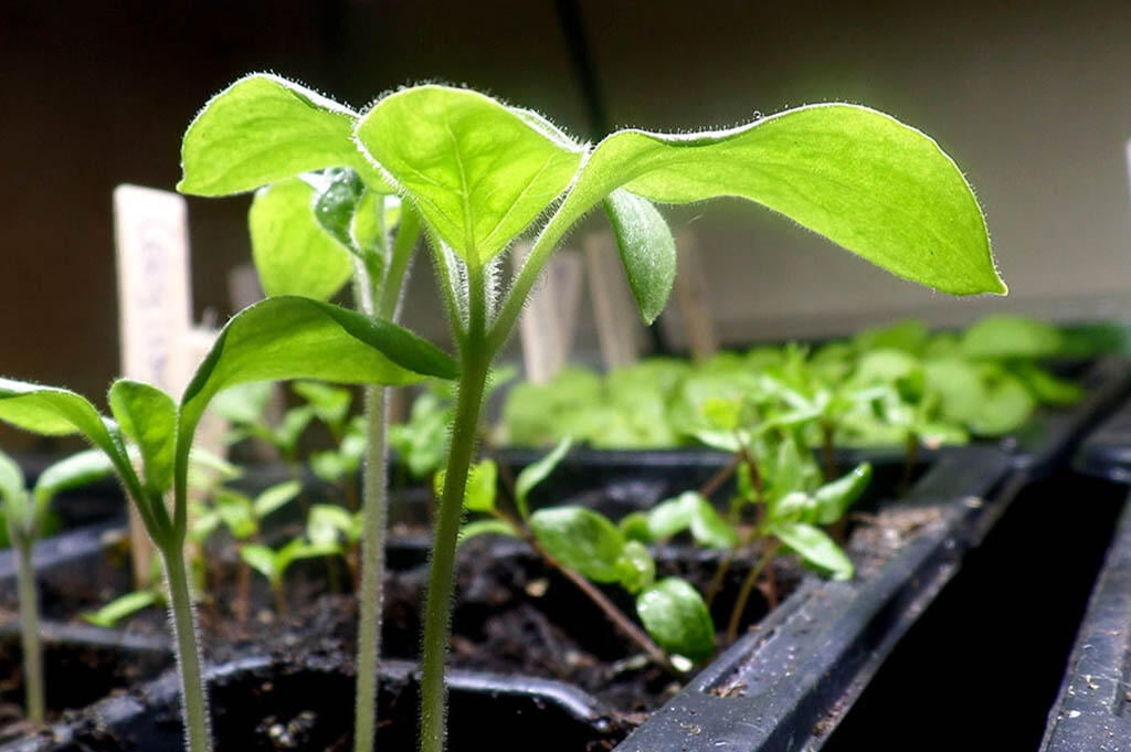 Small plants growing in growing troughs with plant lighting. 