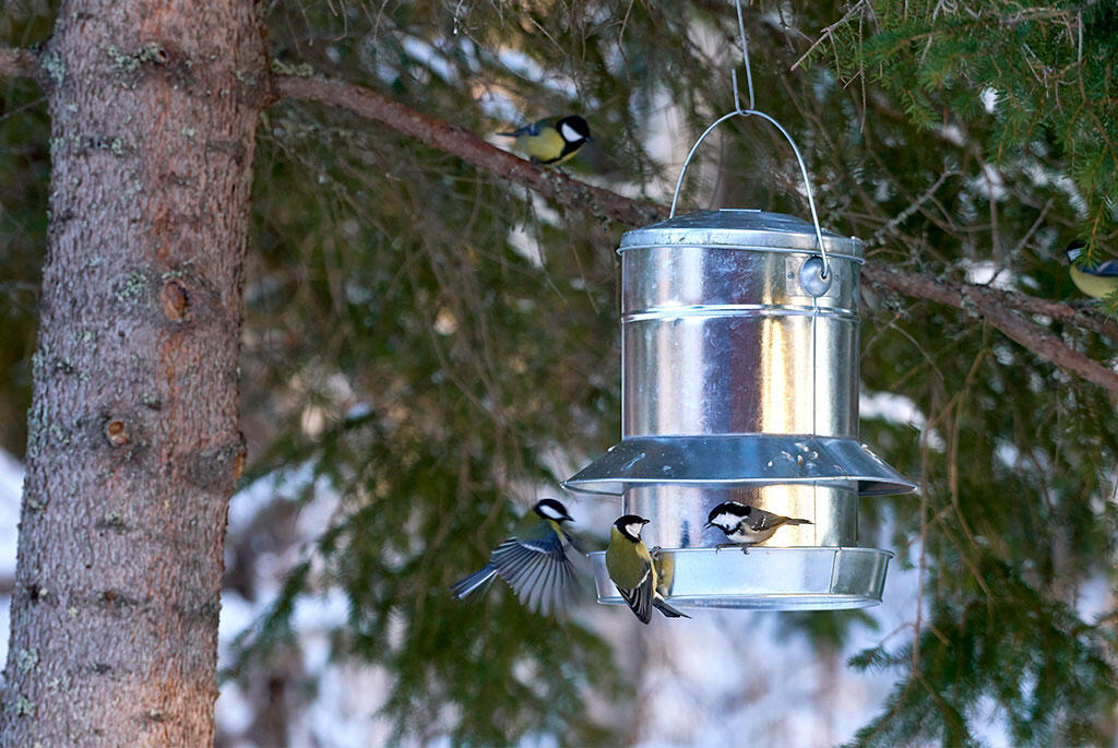 nelson_garden_which_bird_feeder_should_I_choose___blog_post_image_4.jpeg