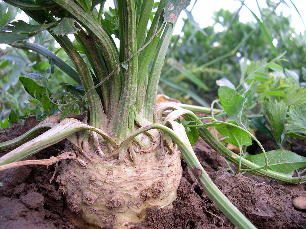 Kräftiger Knollensellerie, der auf üppigem Gemüsefeld wächst. 