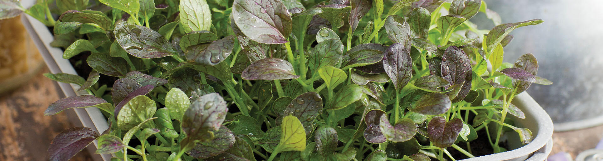 Microgreens und Sprossen züchten