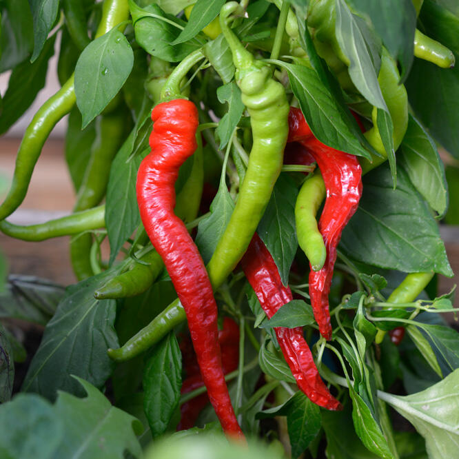 Chili plant food Nelson Garden