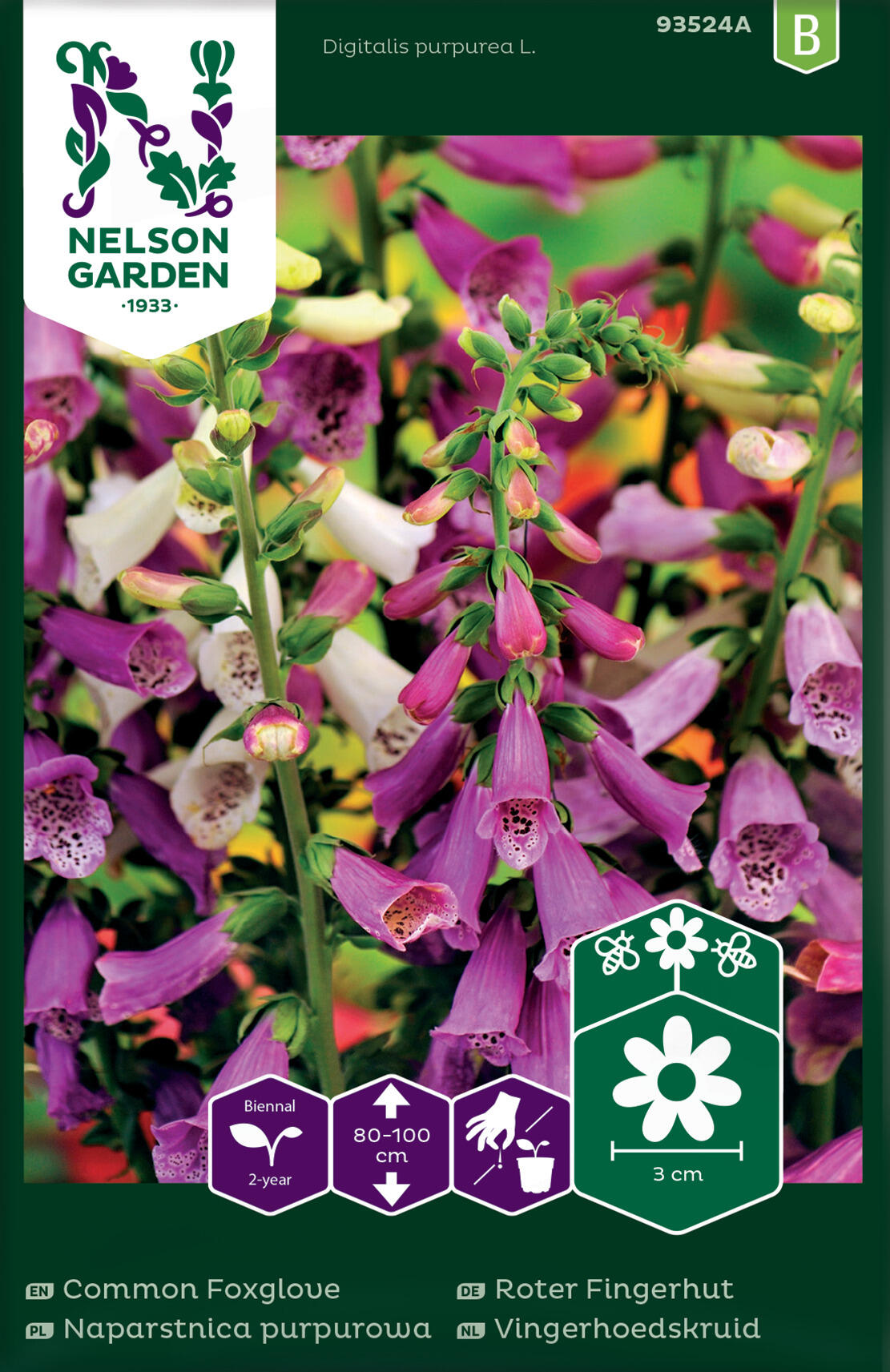 Helmbohne Samen Nelson Garden